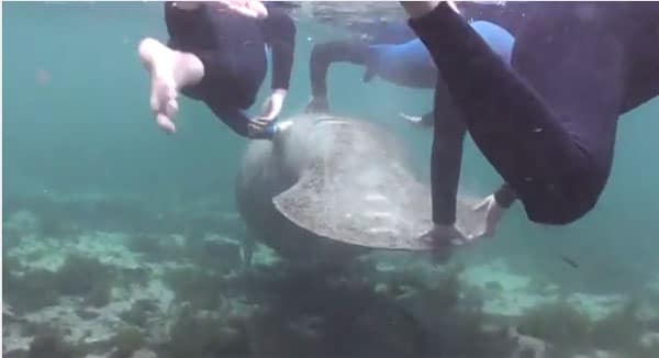 A manatee being harassed.